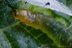 Tortrix Moth Larva