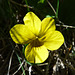 Yellow Prairie Violet