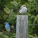 Mountain Bluebird pair