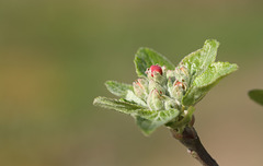 Apple flower bud