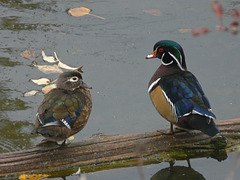 Mr. and Mrs. Wood Duck