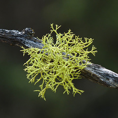 Wolf Lichen