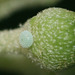 Holly Blue (Celastrina argiolus) egg