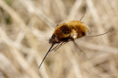 Bee-fly (Bombylius major) in flight.