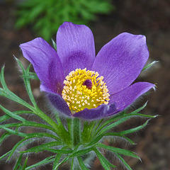 European Pasque Flower