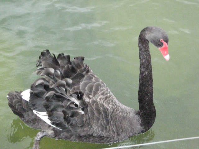 Black swan at Lake Rotorua