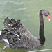 Black swan at Lake Rotorua
