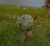Small Copper (Lycaena phlaeas) egg