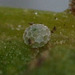 Small Copper (Lycaena phlaeas) egg