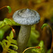 Fungus and moss