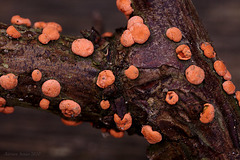 Coral Spot Fungus (Nectria cinnabarina)