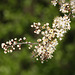 Blackthorn/sloe blossom