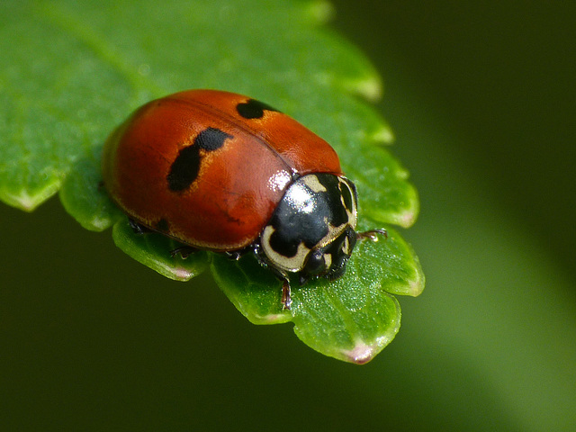 Two-spotted Ladybug with a difference