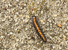 Marbled Beauty Caterpillar