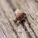 Globular Springtail (Family Katiannidae. A new Genus and new species to science.)