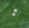 Small Copper (Lycaena phlaeas) eggs