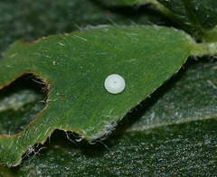 Common Blue (Polyommatus icarus) egg