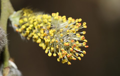 Pussy Willow catkin