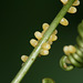 Zebra Heliconian (Heliconius charitonius) or Malay Lacewing (Cethosia hypsea) butterfly eggs