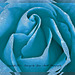 Blue rose is....