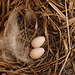 Mountain Bluebird nest - oops, Tree Swallow nest!