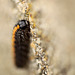 Marbled Beauty Caterpillar