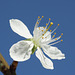 Victoria plum blossom