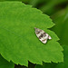Tiny Moth