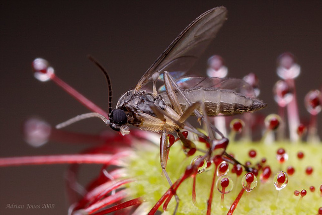 Drosera capensis catches a Sciarid fly.
