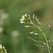 Thale cress (Arabidopsis thaliana)