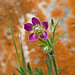 Windflower/Cut-leaved Anemone