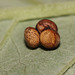 Chinese oak silkmoth (Antheraea pernyi) eggs