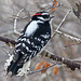 Male Downy Woodpecker putting on a display