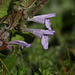 Ground-ivy (Glechoma hederacea)