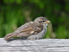 House Sparrow fledgeling
