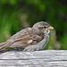 House Sparrow fledgeling