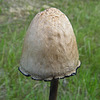 Mushroom in the ditch