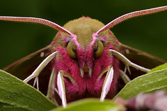 Large Elephant Hawk Moth