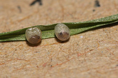Speckled Wood (Pararge aegeria) butterfly egg hatching