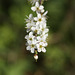Blackthorn/sloe blossom