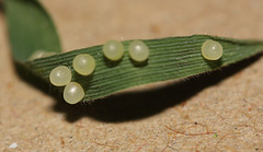 Speckled Wood (Pararge aegeria) butterfly eggs