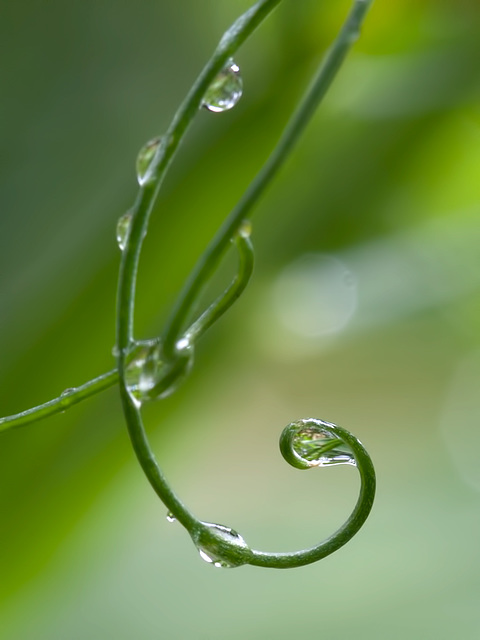Gracefully Curled Tendril with Refracted Leaf
