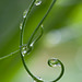 Gracefully Curled Tendril with Refracted Leaf