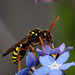 Nomada Bee (Nomada fulvicornis?)