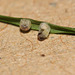 Speckled Wood (Pararge aegeria) butterfly egg hatching