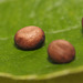Chinese Oak Silkmoth (Antheraea pernyi) eggs