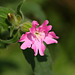 Red campion
