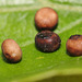 Chinese Oak Silkmoth (Antheraea pernyi) eggs