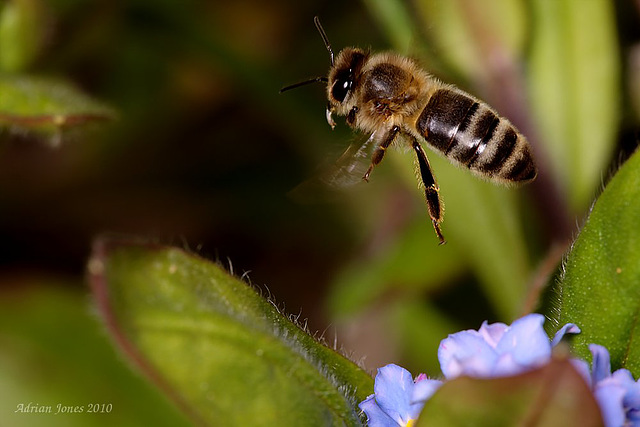 Honey Bee in Flight.