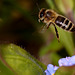Honey Bee in Flight.